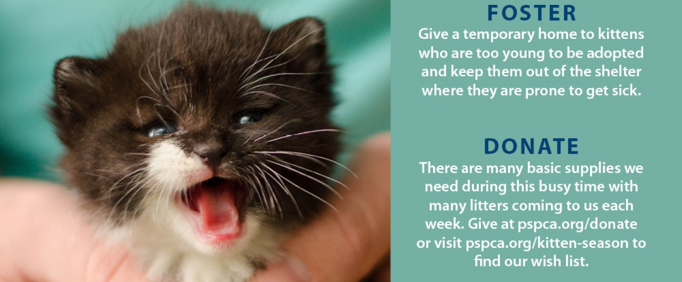 Donate to help during kitten season! Pennsylvania Society for the